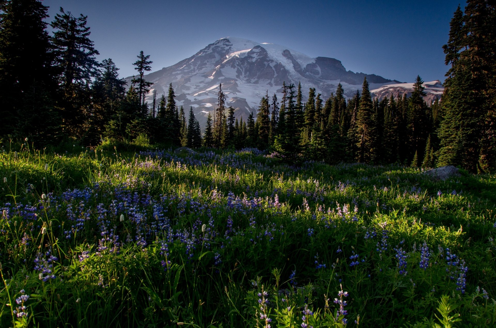 mountain valley flower plants snow