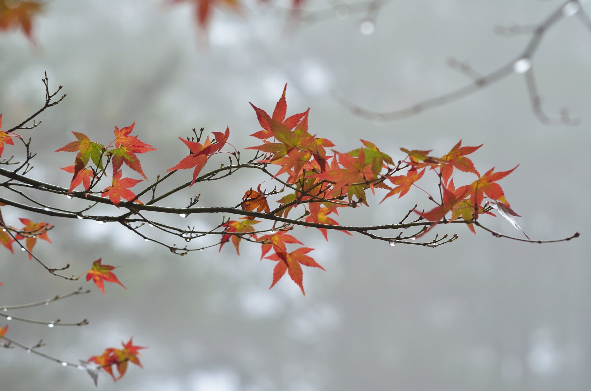 branch leaves autumn drops rain