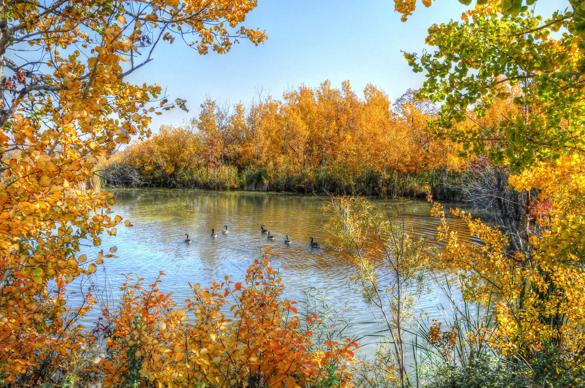 himmel see enten bäume herbst