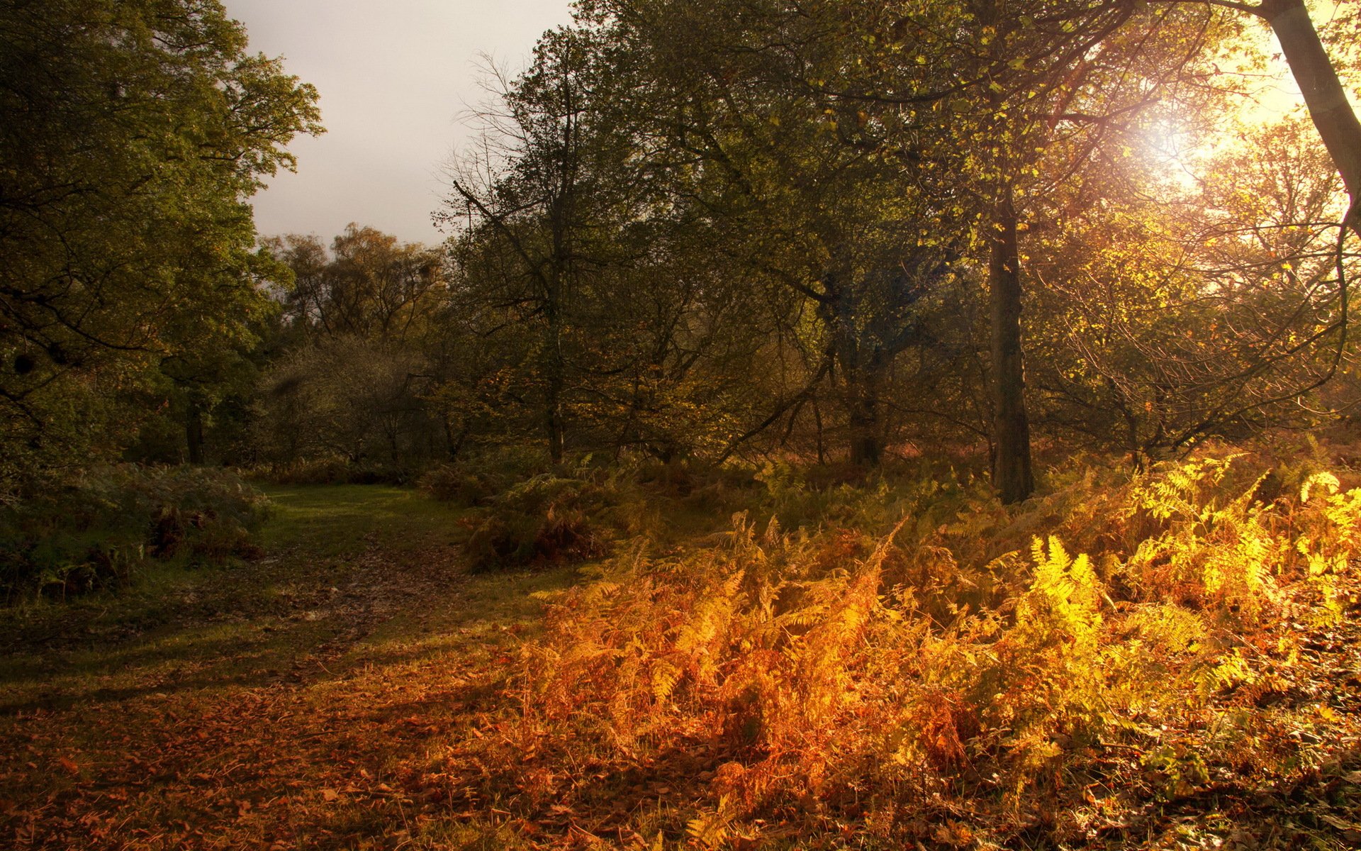 autumn landscape nature