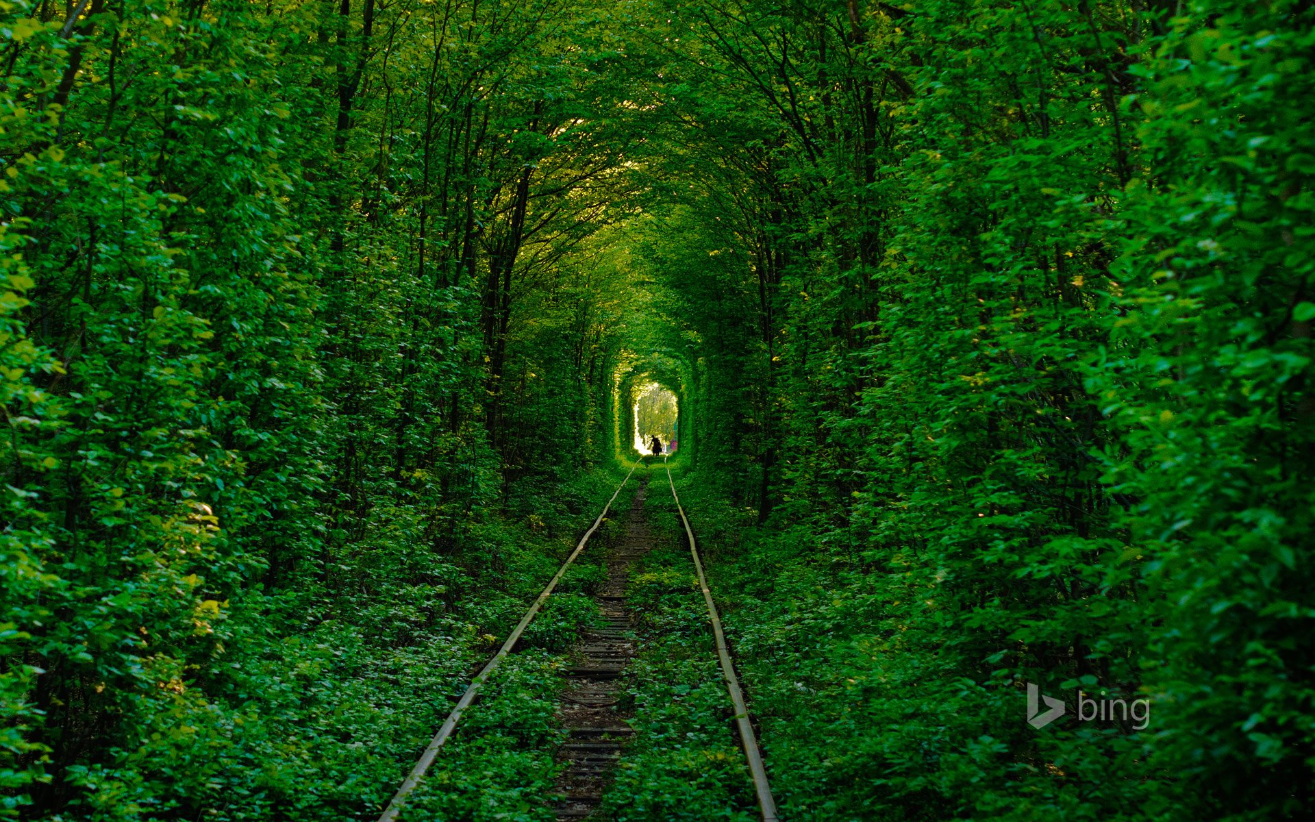 klevan ucrania túnel del amor bosque árboles camino rieles silueta