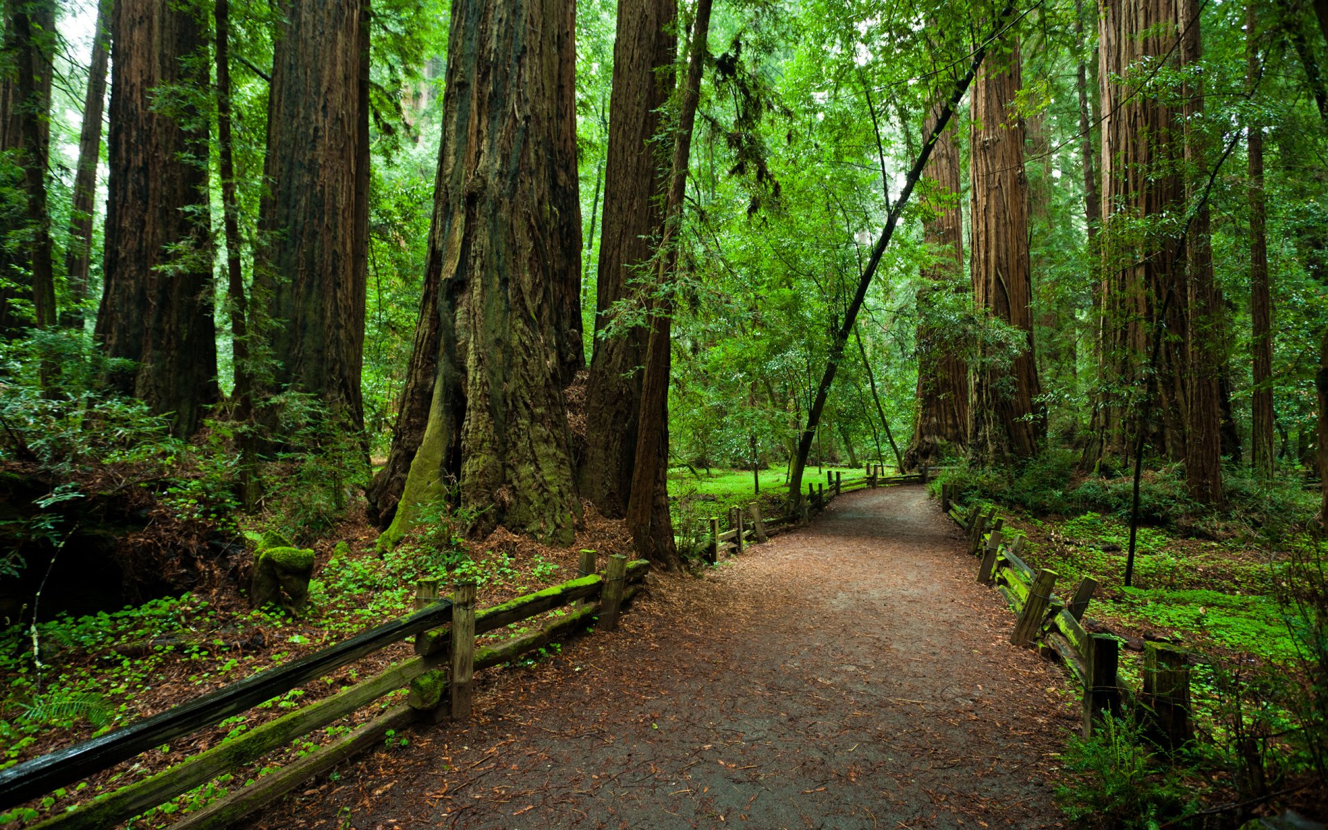 national park redvud california forest tree path fence