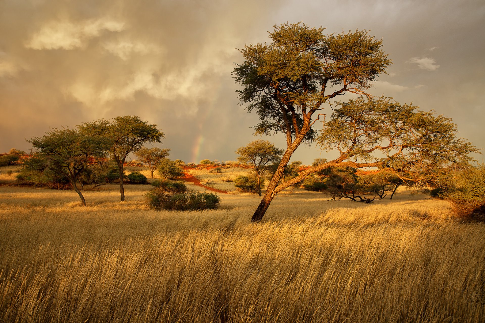 namibia africa savannah grass tree