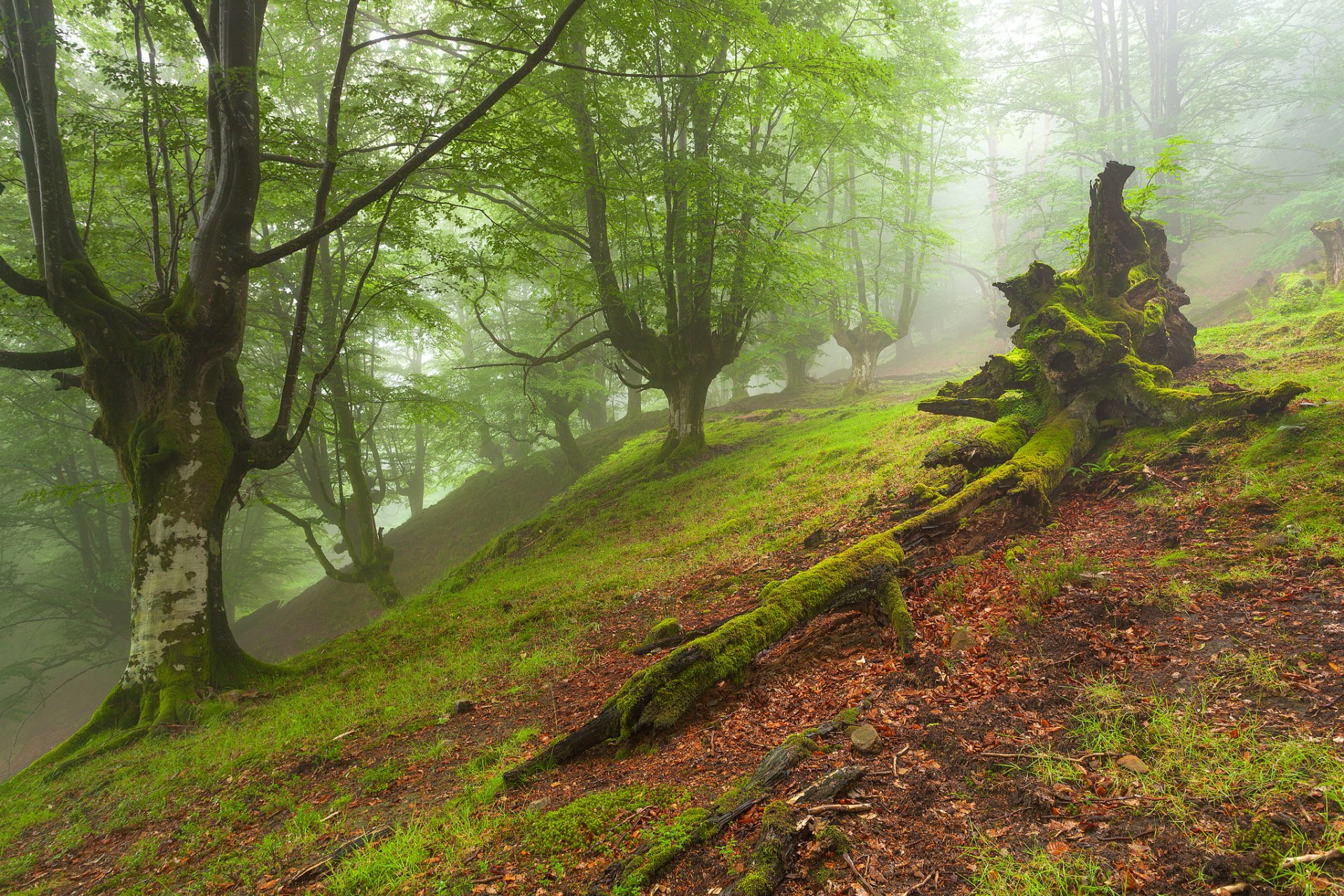 wald bäume hang nebel moos herbst