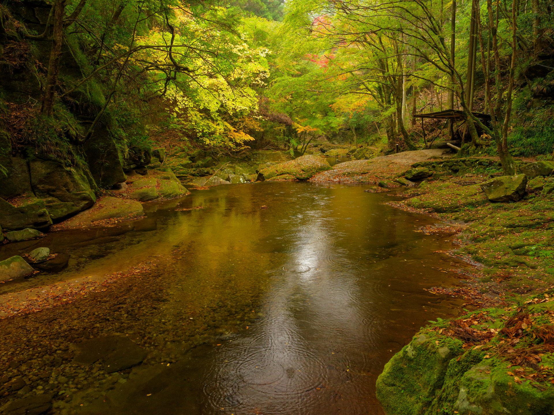 forest river stones tree thickets autumn