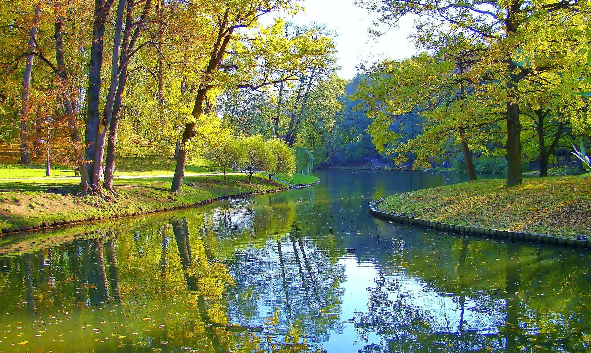 park tree pond autumn