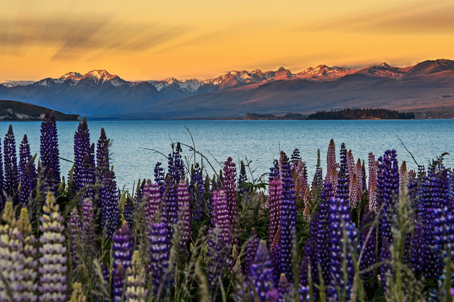 nouvelle-zélande île du sud lac tekapo fleurs lupins montagnes ciel