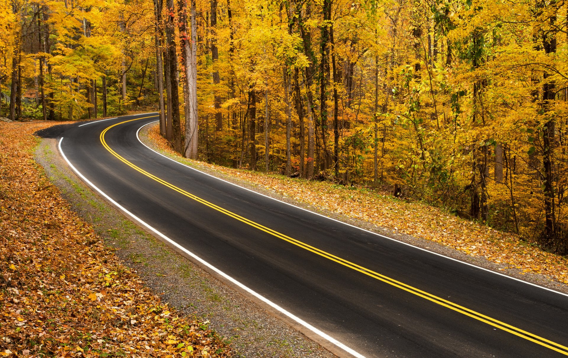 road forest autumn nature landscape