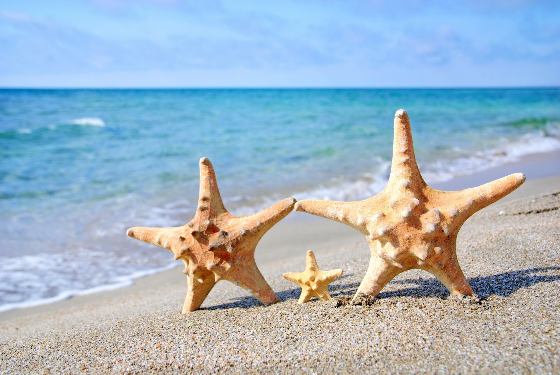 tars beach sea summer sand starfish