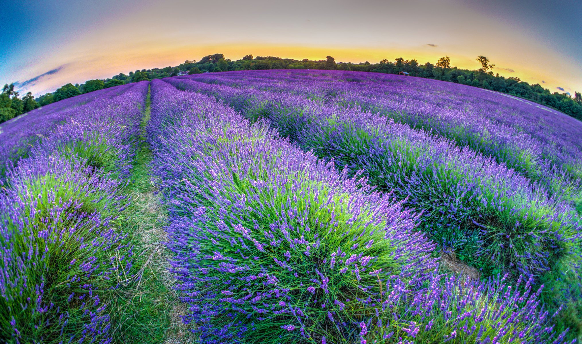 cielo noche plantación flores lavanda árboles