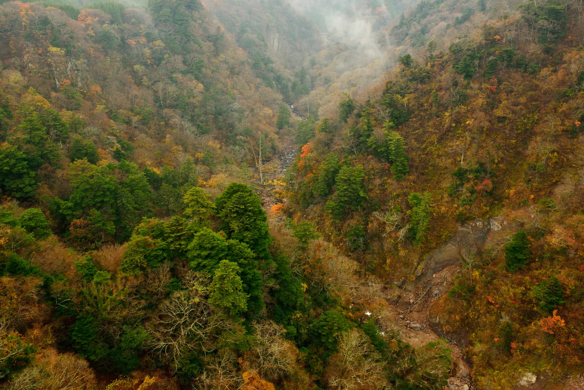 forêt arbres automne pente montagnes