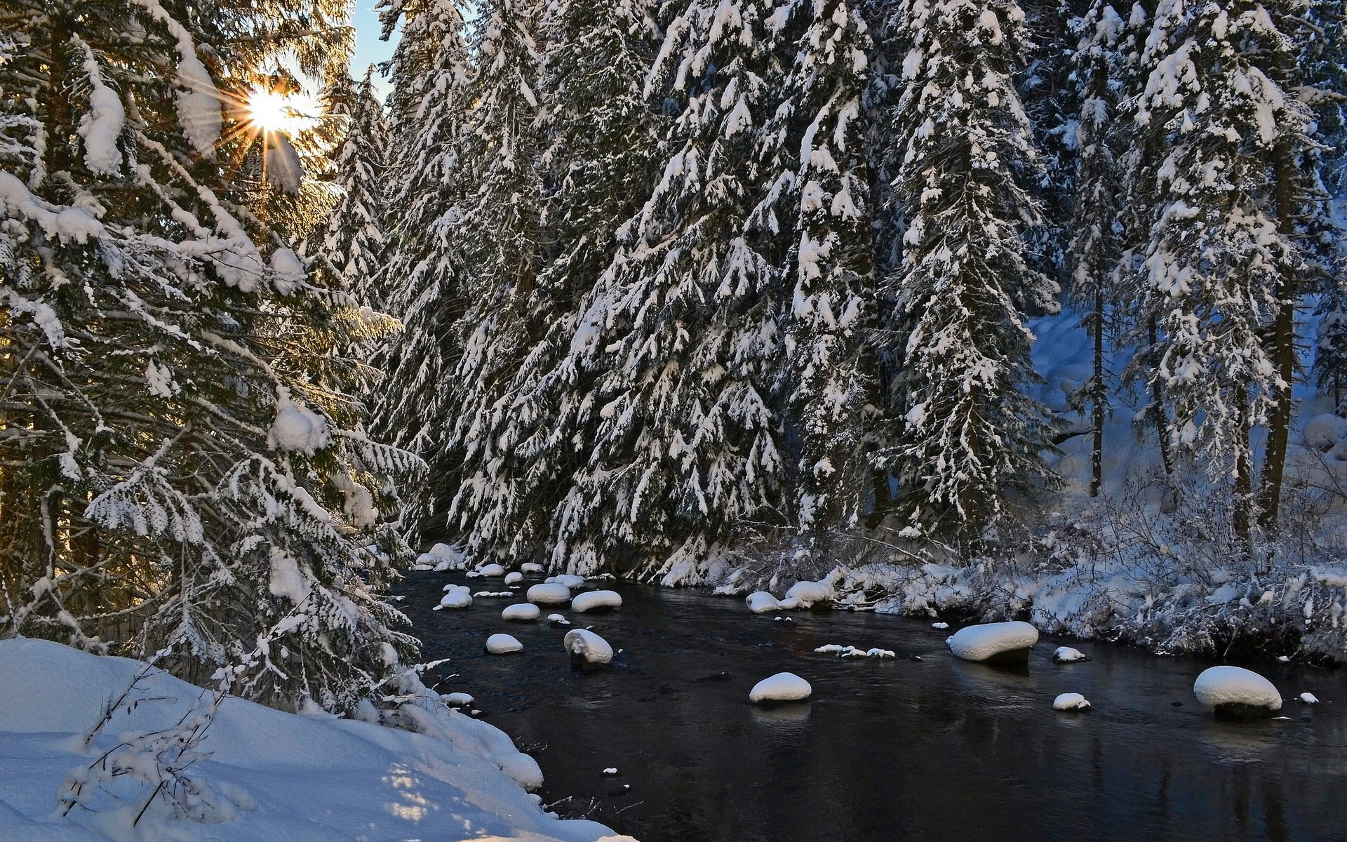 rivière arbres hiver