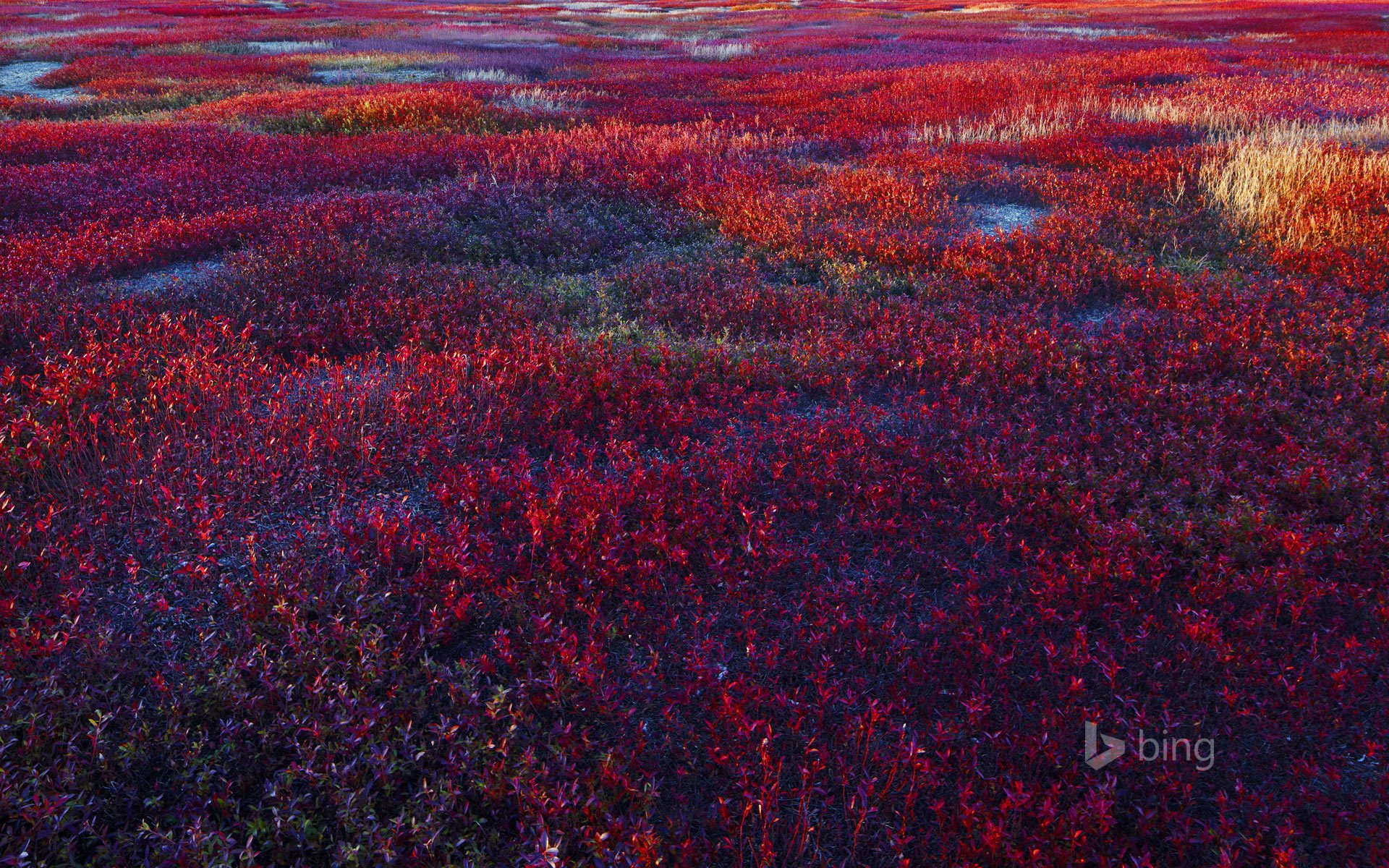 campo planta arándano arándano maine estados unidos