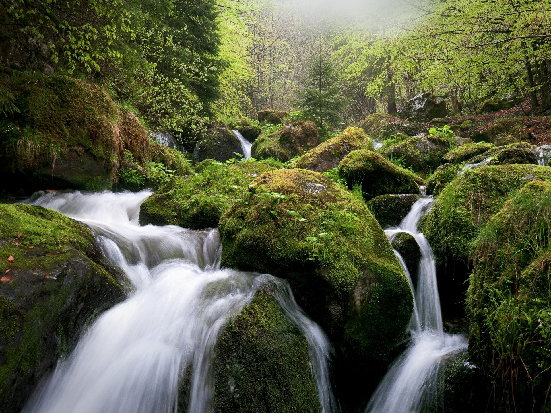 bosque rocas musgo río paisaje corriente pendiente rápidos