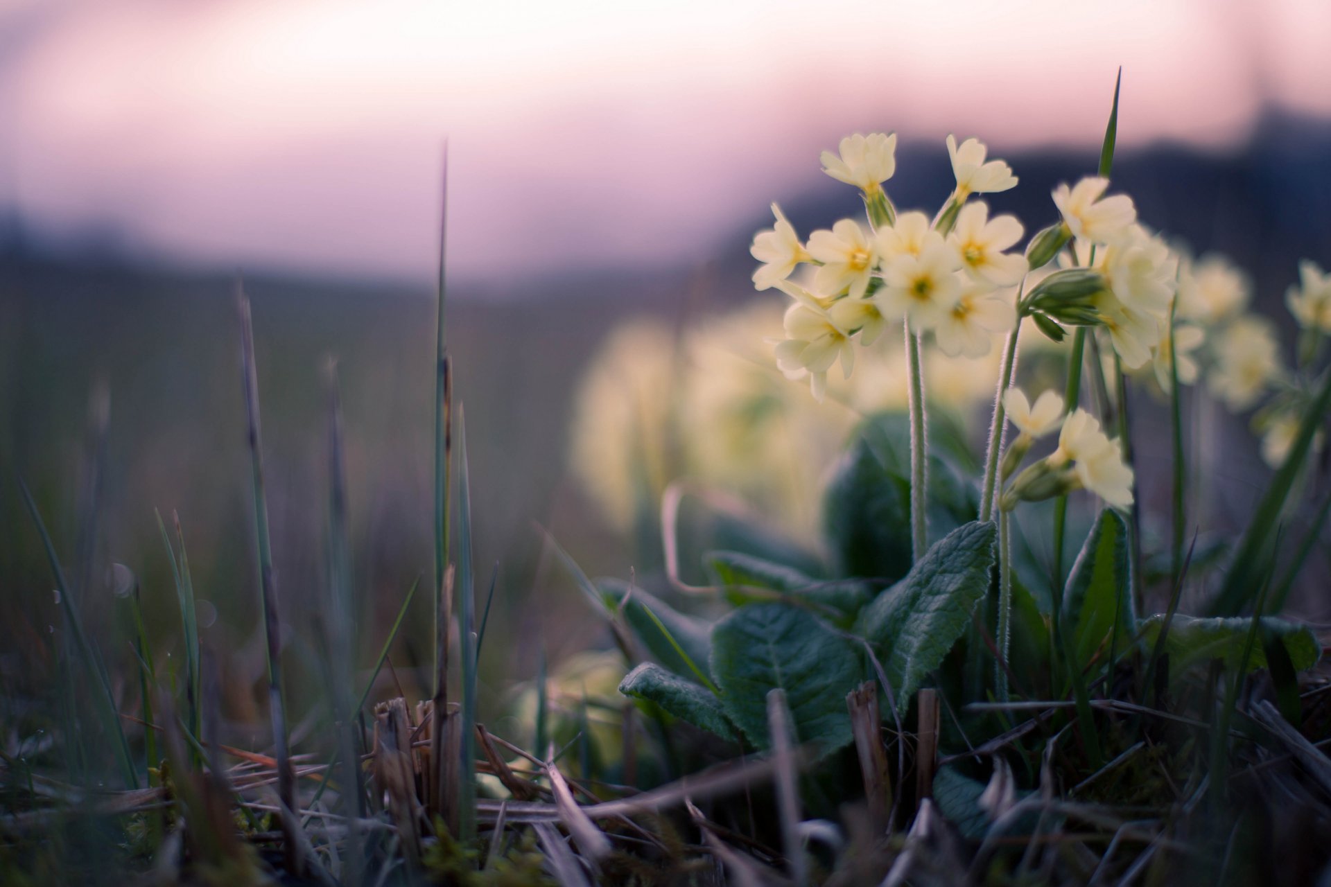 herbe fleurs coucher de soleil