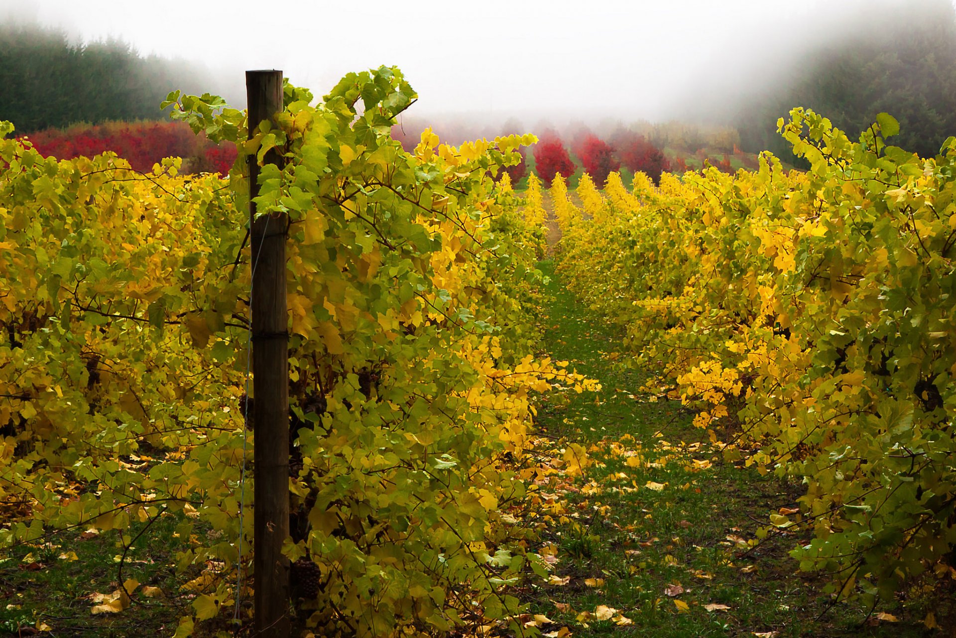 vignoble automne nature