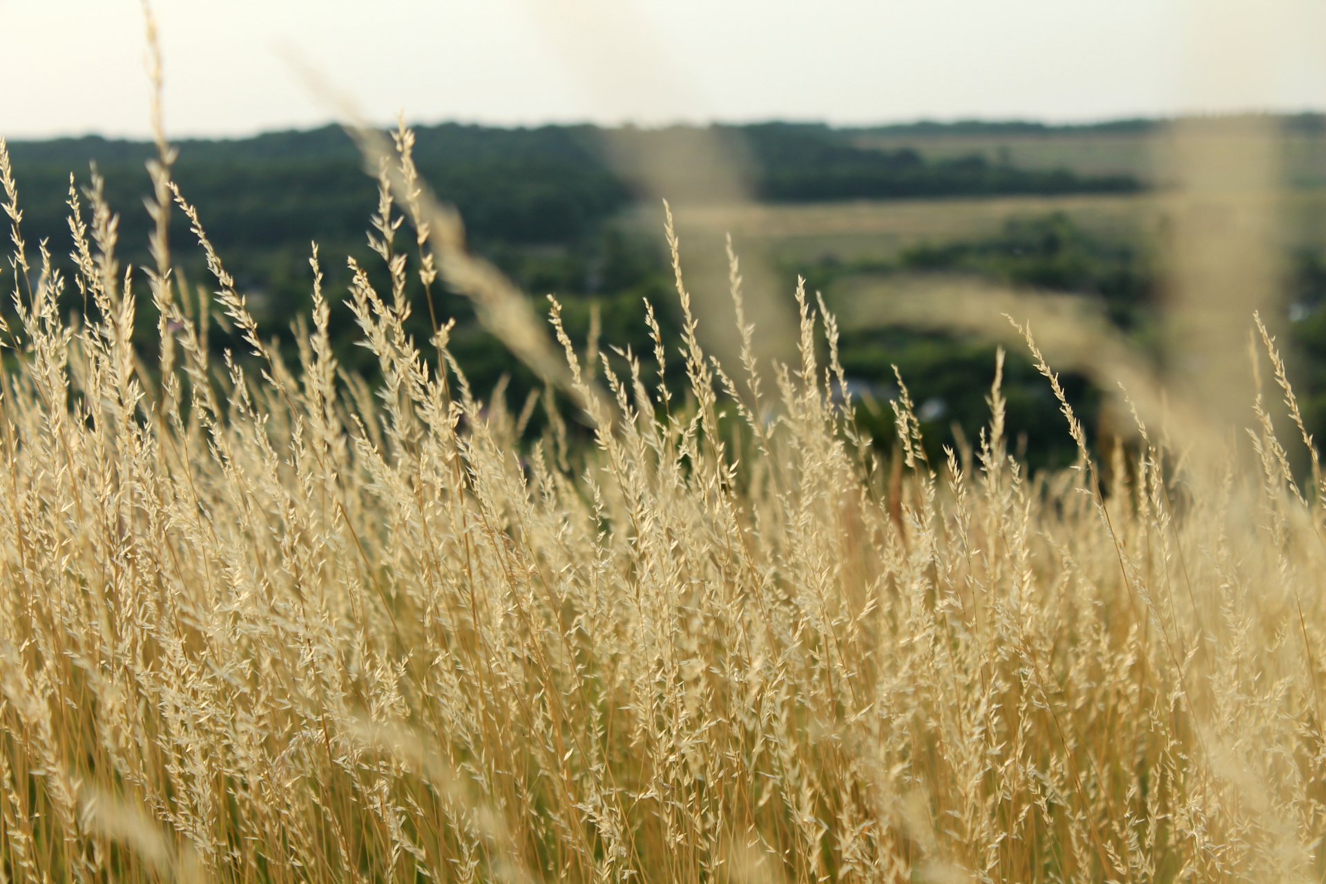 feld pflanzen wiese ähren natur