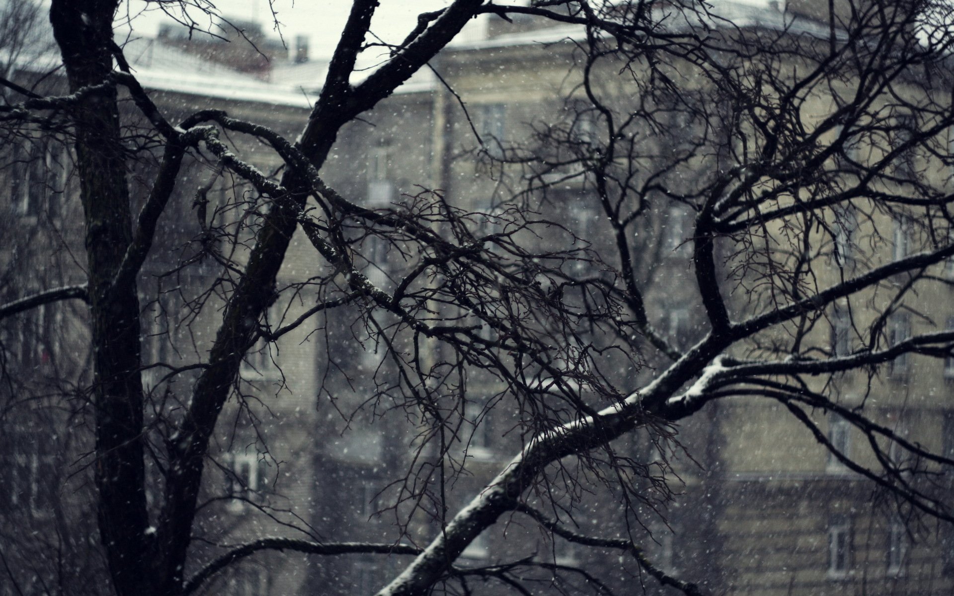 arbre branches neige maison gris