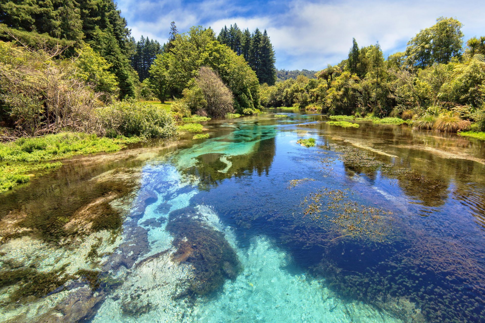 natura fiume foresta alberi acqua trasparente