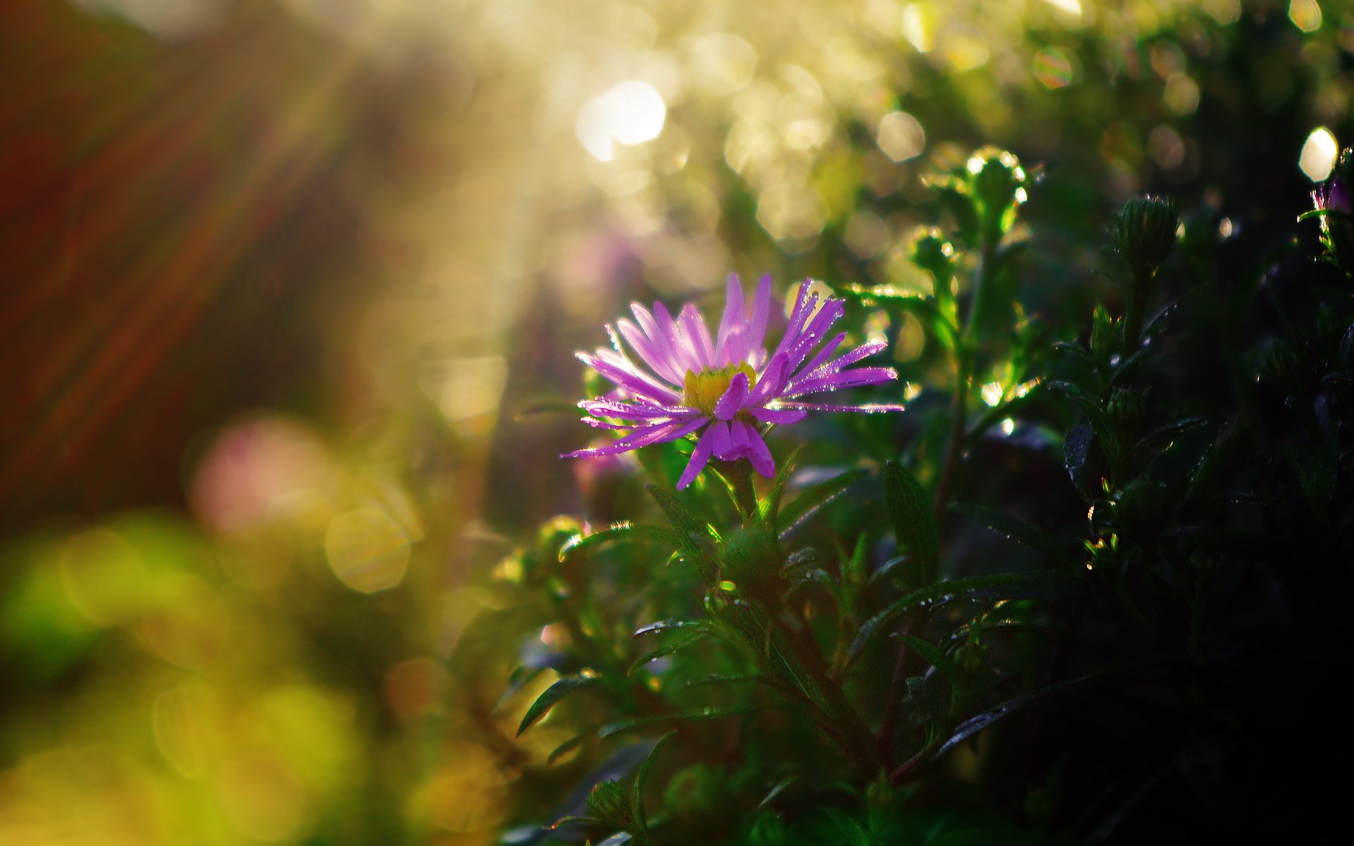 fleur herbe brille après la pluie