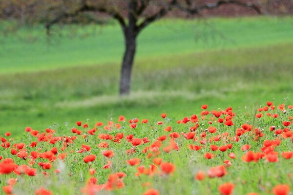 Summer. Nature has decorated the field with poppies