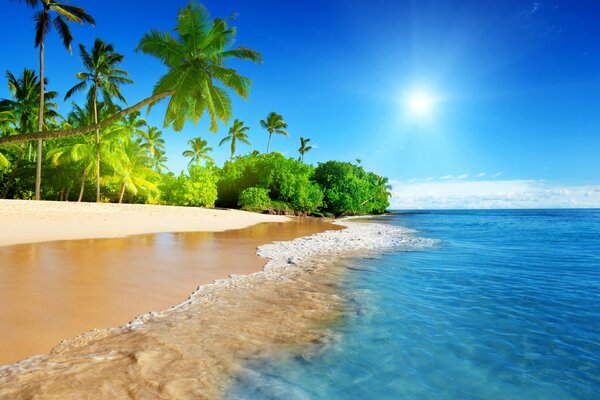 Paisaje de cielo soleado sobre una playa de arena rodeada de palmeras tropicales