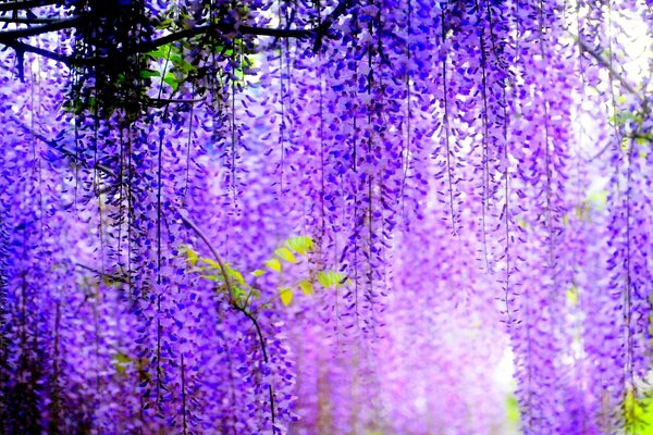 Hermosa floración de Wisteria en el bosque