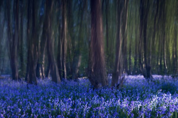 Die Lichtung der blauen Glocken im Wald