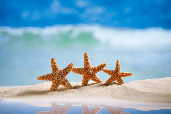 Famille d étoiles de mer sur le sable