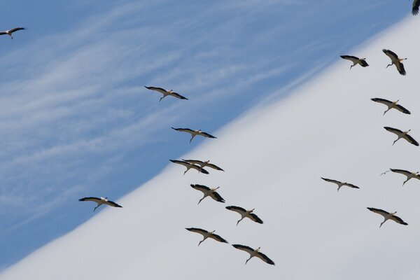 A flying school of storks in the sky