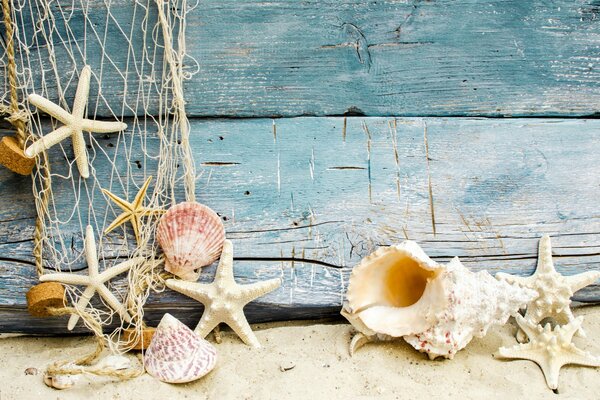 Seesterne, Muscheln am Strand