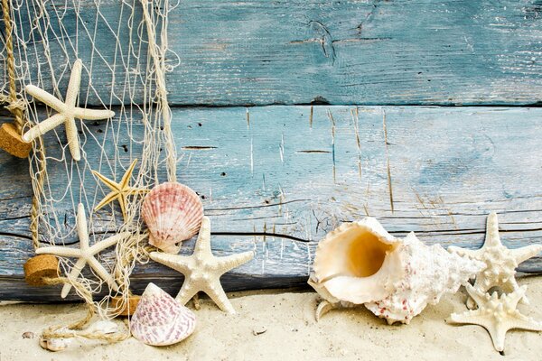Estrellas de mar, conchas marinas en la playa