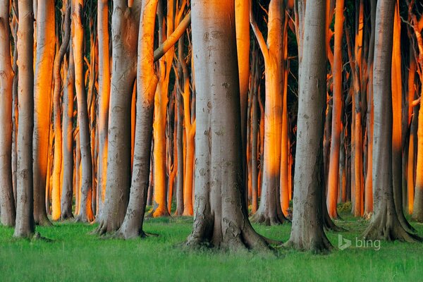 Alberi luminosi nella foresta tedesca