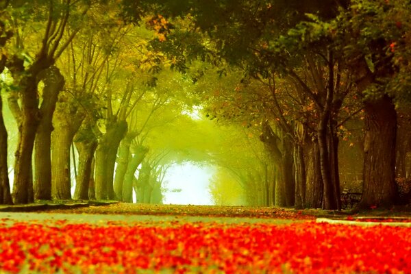 Autumn alley, the road is strewn with foxes