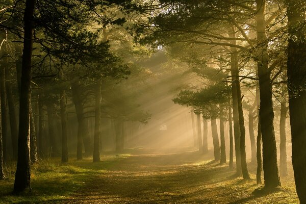 Natura. Luce del mattino nella foresta