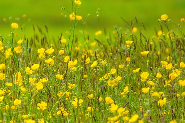 Happiness: summer meadow yellow flowers