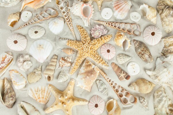 Estrellas de mar y conchas marinas en la arena