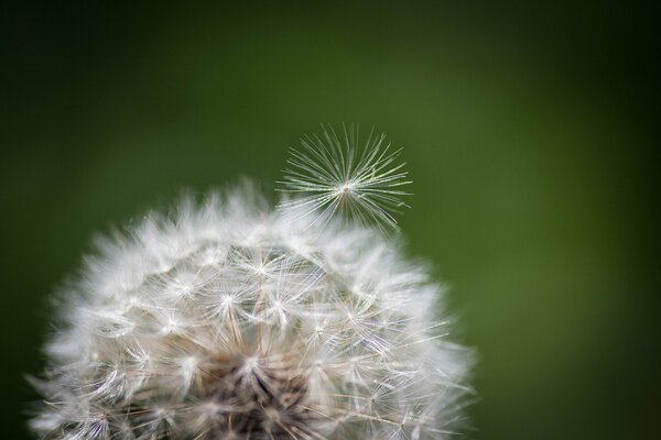 Photo nature pissenlit dans la Prairie