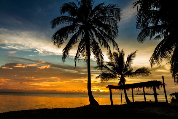Shore, sea and palm tree on sunset background