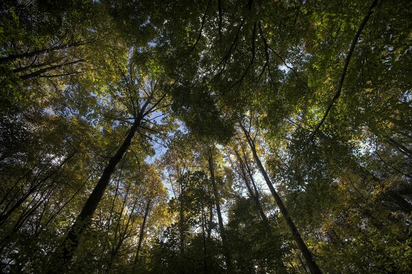 Couronnes d arbres et un morceau de ciel