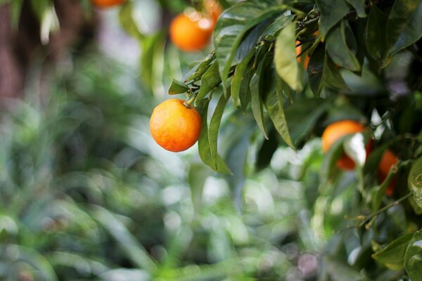 Orange en croissance. Beauté