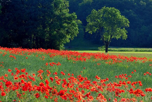 Et dans notre Prairie, la mer est rouge