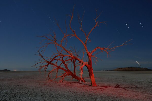 Ein einzelner Baum in der Nacht