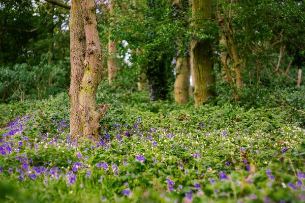 Lila Blumen im Wald