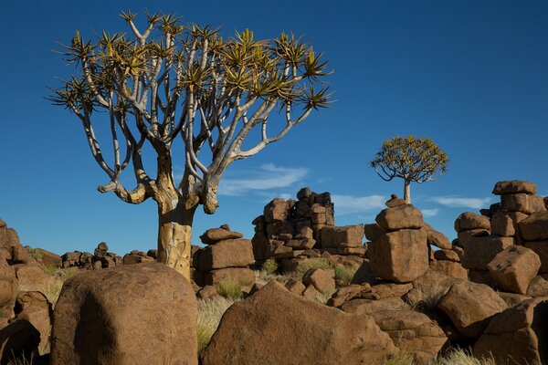 Afrykański krajobraz. Błękitne niebo, Kamienie, drzewa
