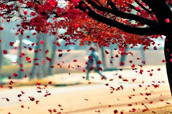 Albero autunnale con foglie rosse che cadono