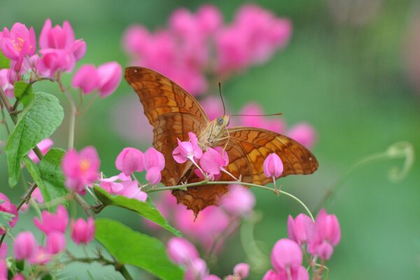 Macro shooting of a butterfly on a flower petal