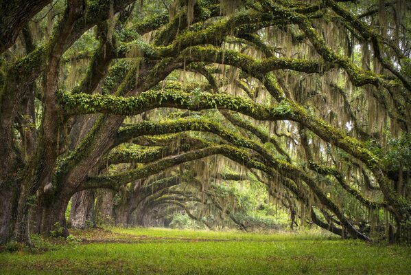 Eichenallee in den USA, Carolina State