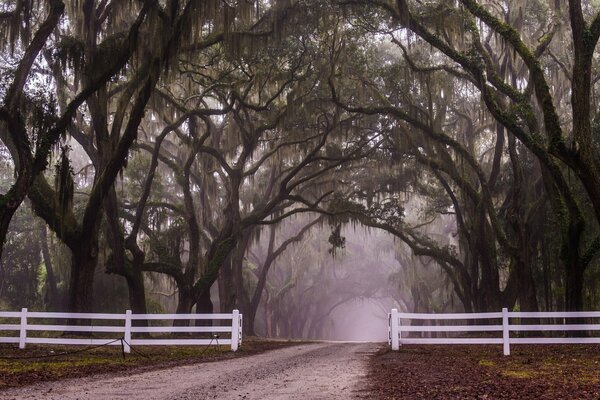 Autumn alley in the fog