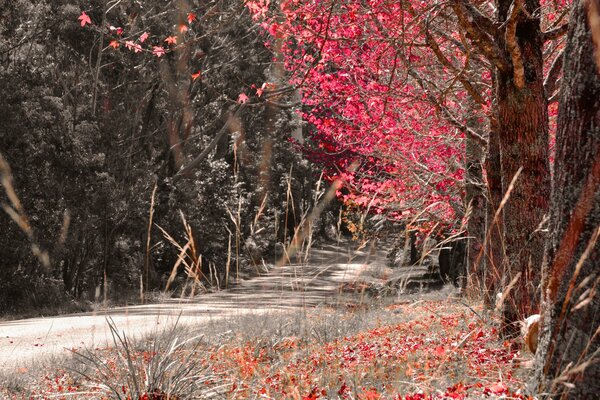 The road in the autumn forest